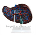 Medical Plastic Human Anatomical Liver modelo